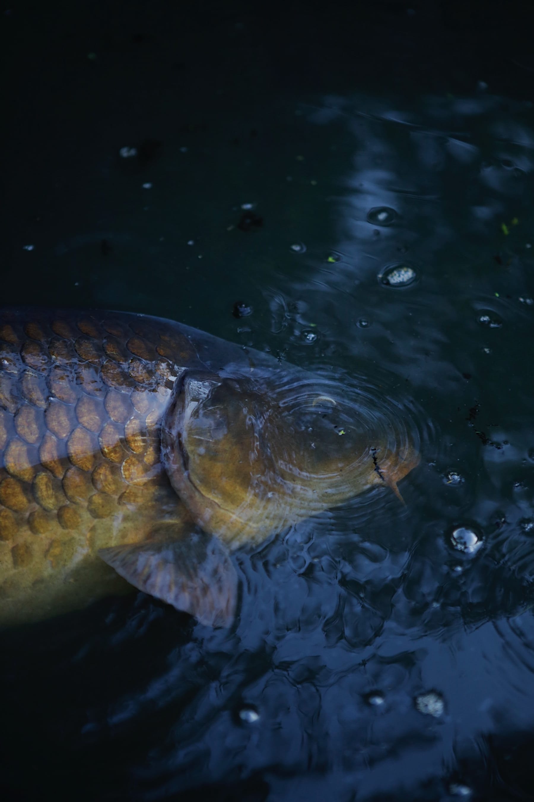 Angling photography by Gregory Waite