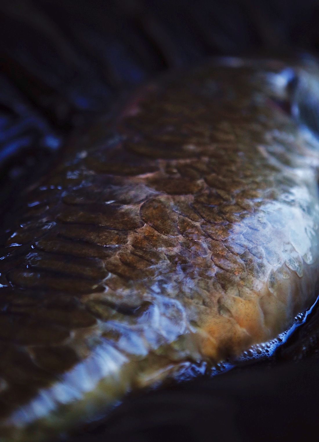 Angling photography by Gregory Waite