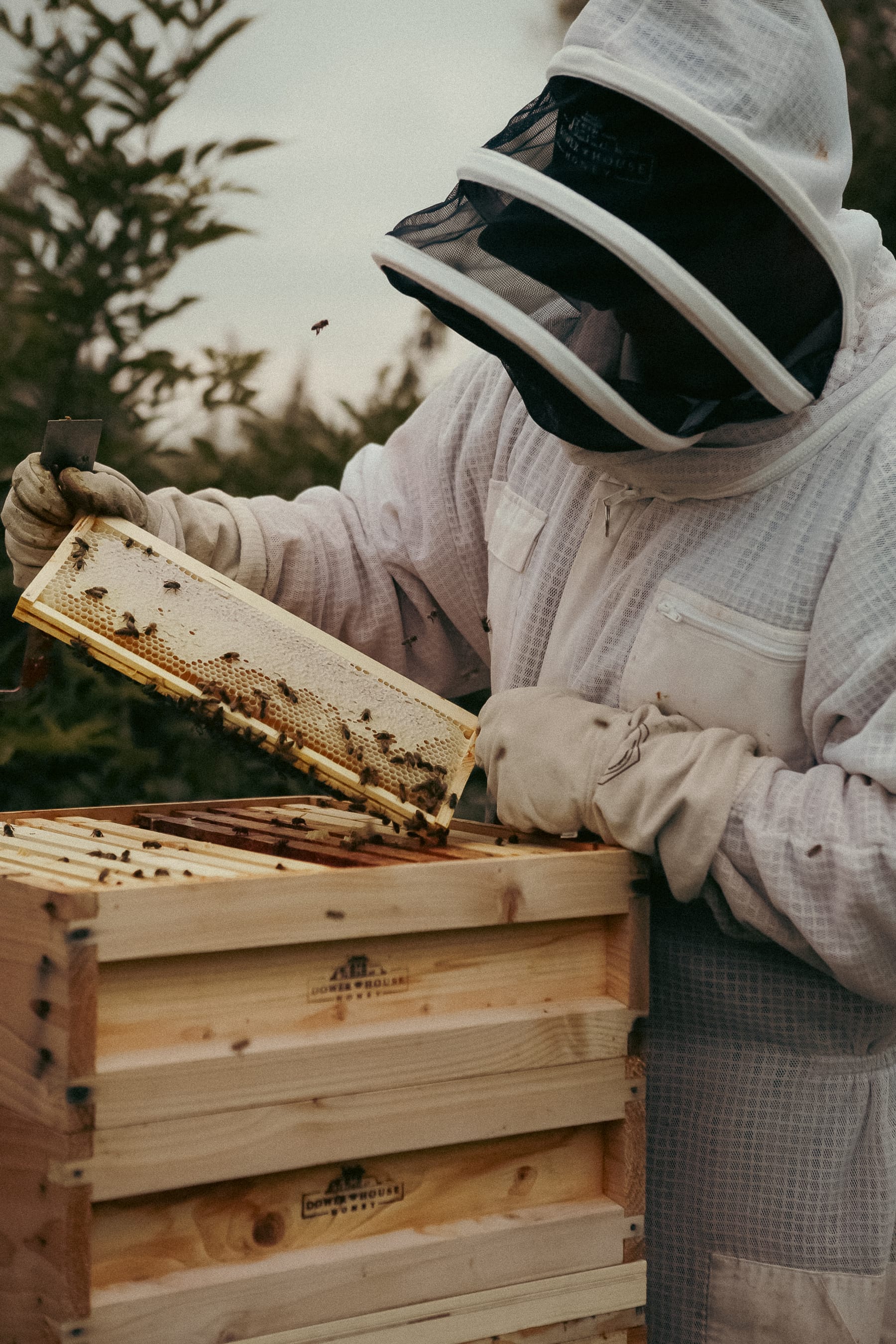 Dower House Honey project, photographed by Gregory Waite