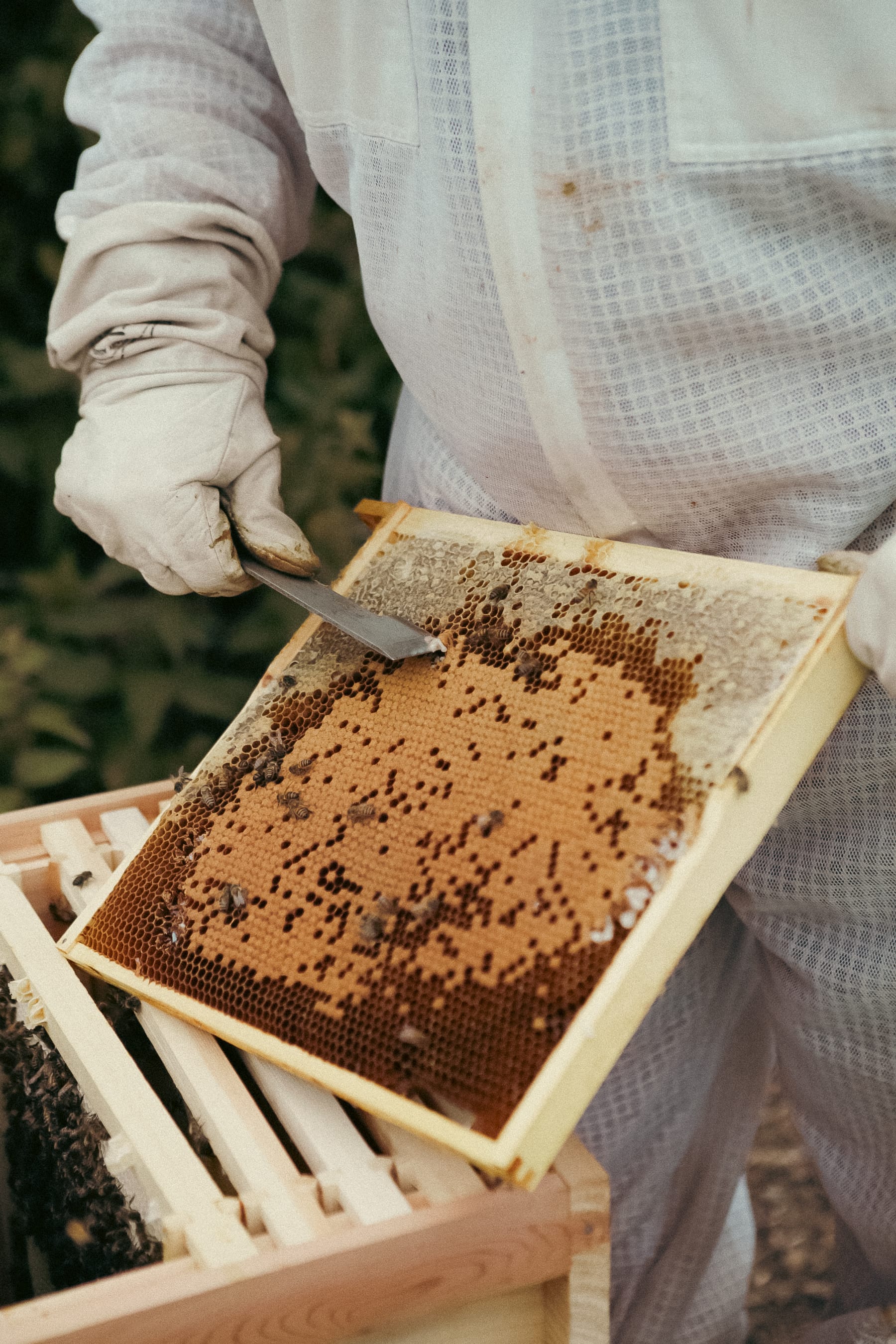 Dower House Honey project, photographed by Gregory Waite
