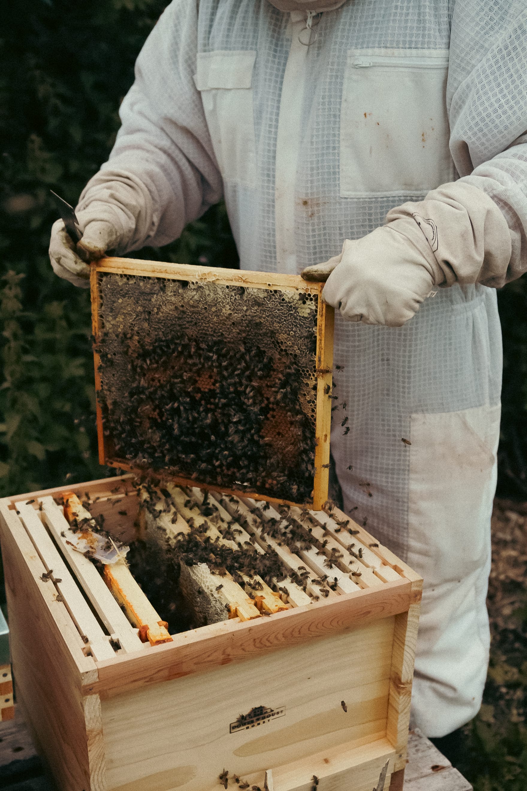 Dower House Honey project, photographed by Gregory Waite